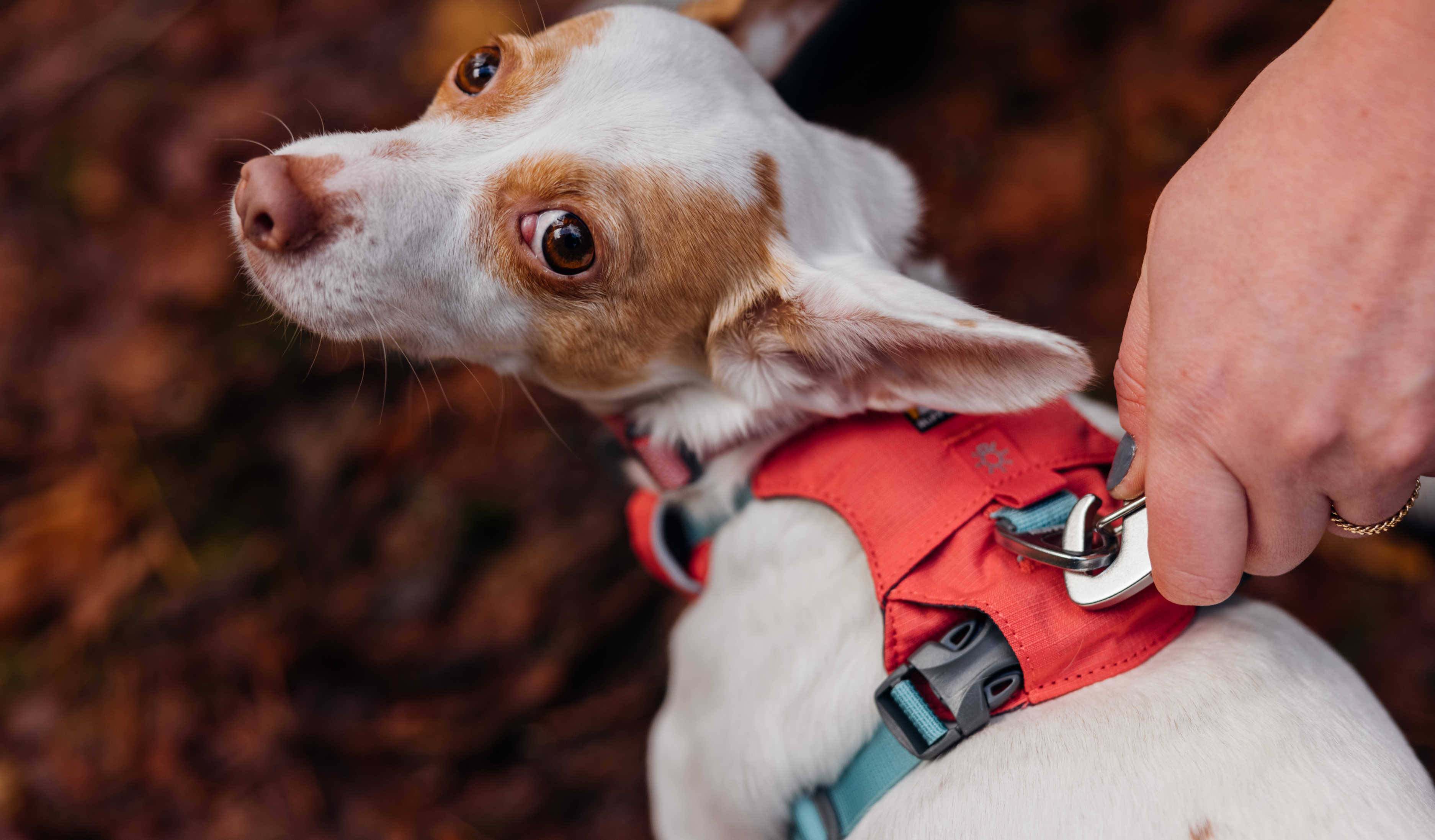 Ruffwear Hi & Light Harness