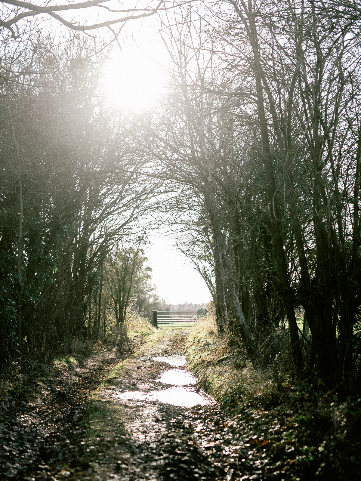 Sunlight through the trees in the Herefordshire countryside